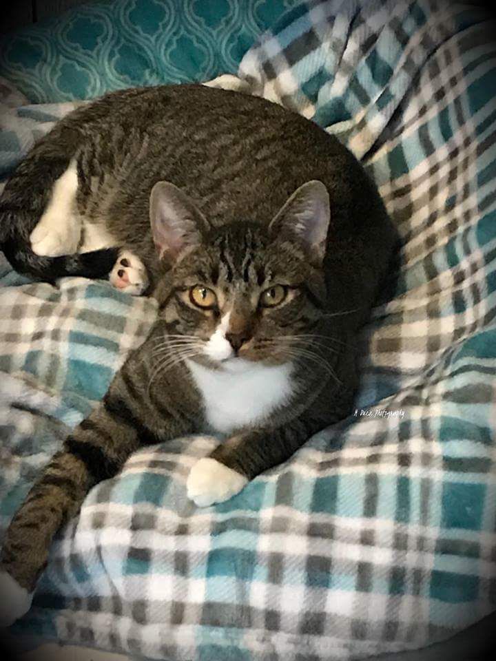 Jasper